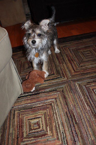 Scruffy with her teddy bear at ASlobComesClean.com