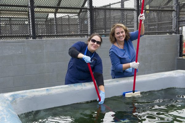 Cleaning the sea lion's pool at The Marine Mammal Center - ASlobComesClean.com