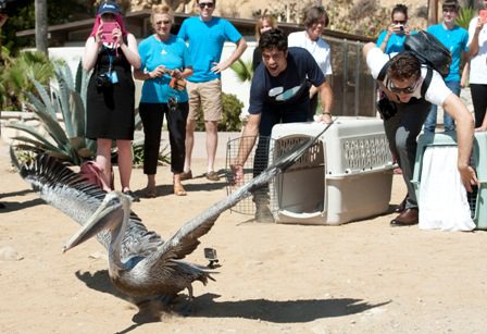 Dawn partners with International Bird Rescue to release birds back into the wild.