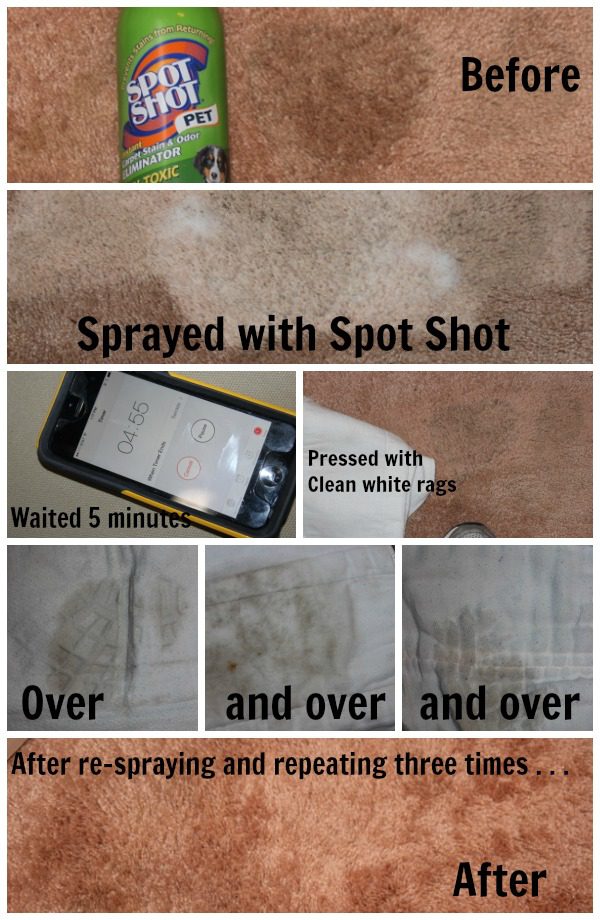 Treating Old Stain with Spot Shot Pet at ASlobComesClean.com