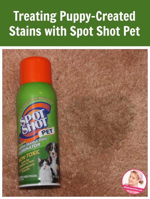 Treating Puppy Stains ASlobComesClean.com