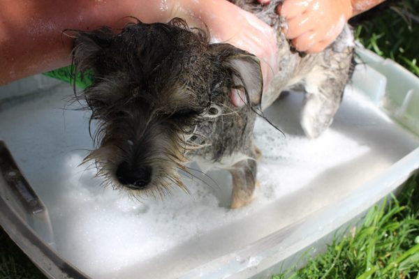 Oh my word, isn't she even cuter when she's wet??