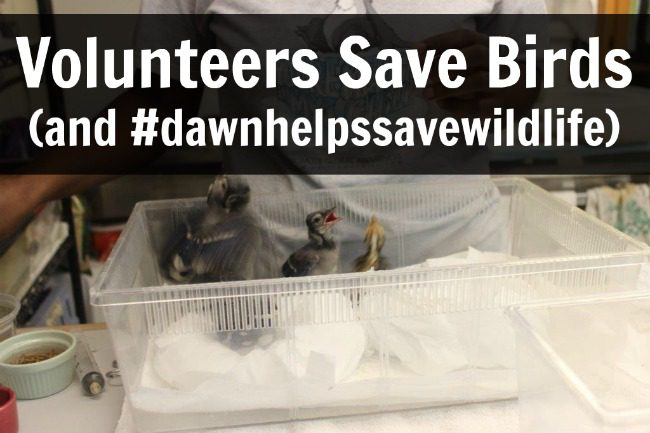 Wild Bird Rescue and National Volunteer Week (Post is ...