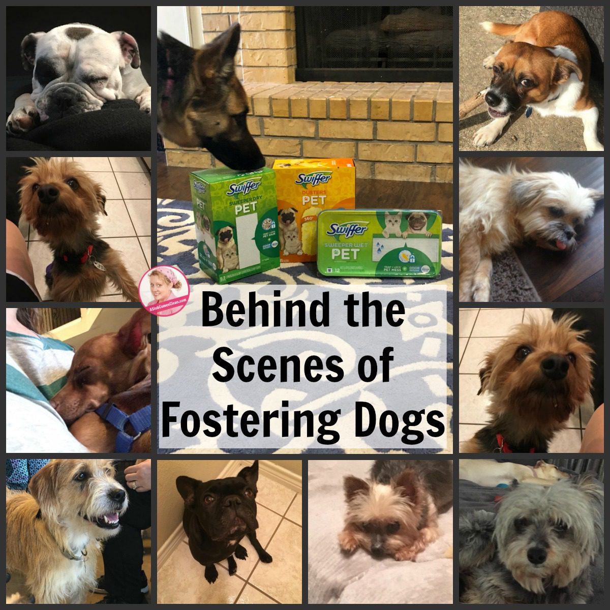 Behind the Scenes of Fostering Dogs swiffer pet at ASlobComesClean.com collage